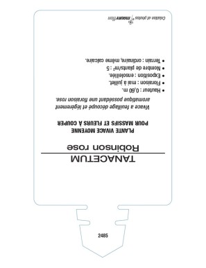 PYRÈTHRE Robinson (rose)*