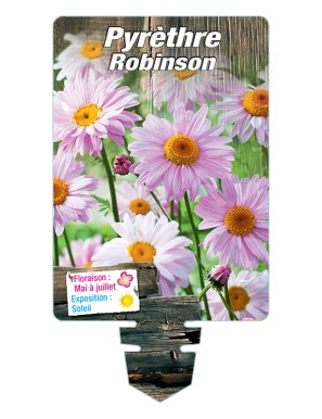 PYRÈTHRE Robinson (rose)*