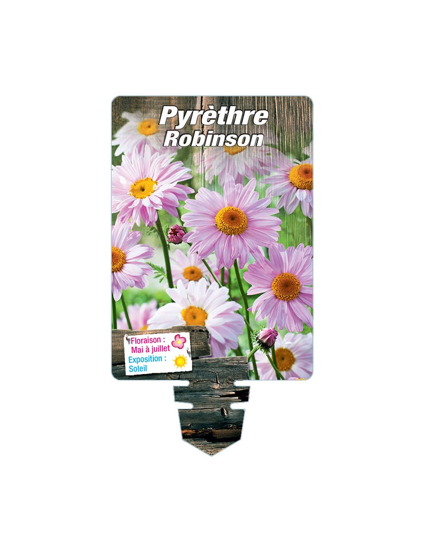 PYRÈTHRE Robinson (rose)*