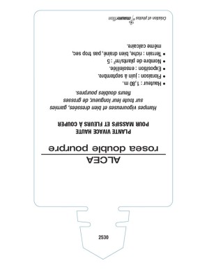 ROSE TRÉMIÈRE DOUBLE (pourpre)