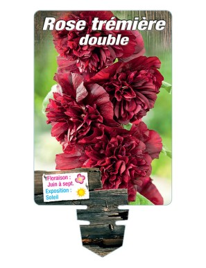 ROSE TRÉMIÈRE DOUBLE (pourpre)