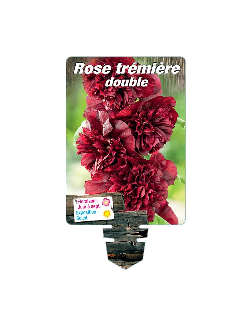 ROSE TRÉMIÈRE DOUBLE (pourpre)