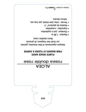 ROSE TRÉMIÈRE DOUBLE (rose)*