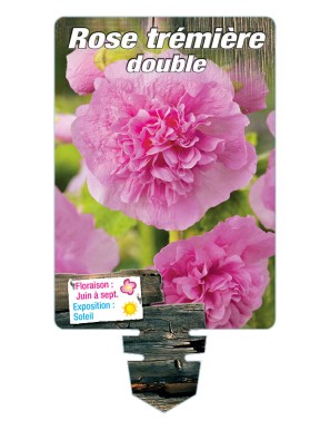 ROSE TRÉMIÈRE DOUBLE (rose)*