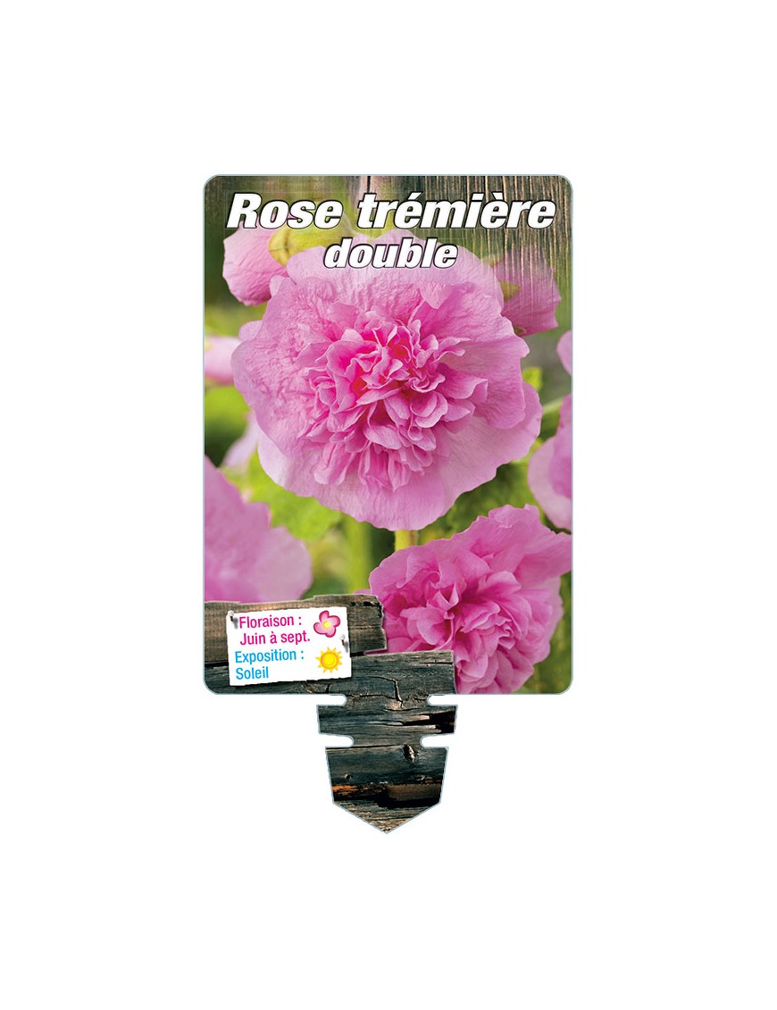 ROSE TRÉMIÈRE DOUBLE (rose)*