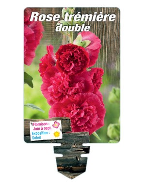 ROSE TRÉMIÈRE DOUBLE (rouge)