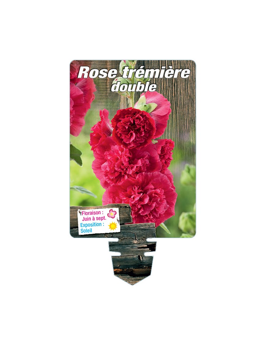 ROSE TRÉMIÈRE DOUBLE (rouge)