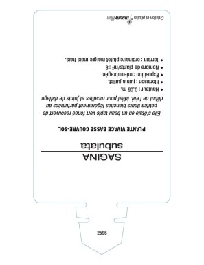 SAGINA (subulata verte)