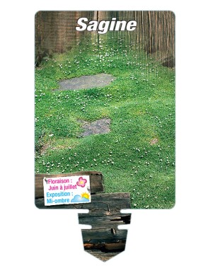 SAGINA (subulata verte)