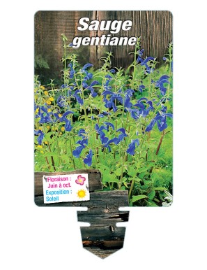SALVIA patens voir SAUGE gentiane (bleu)
