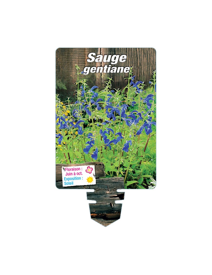 SALVIA patens voir SAUGE gentiane (bleu)