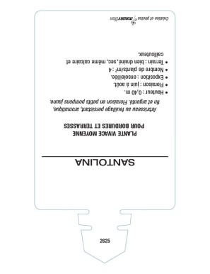 SANTOLINE (feuillage argenté)