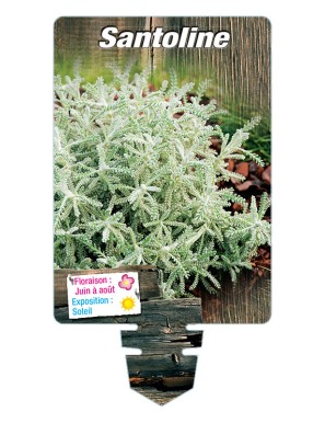 SANTOLINE (feuillage argenté)