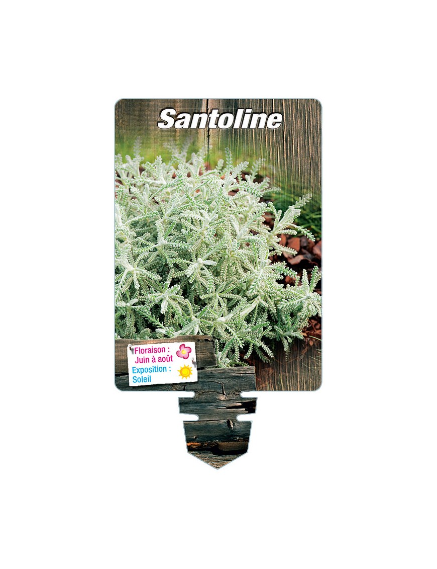 SANTOLINE (feuillage argenté)