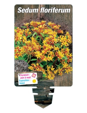 SEDUM floriferum 'Weihenstephaner Gold'
