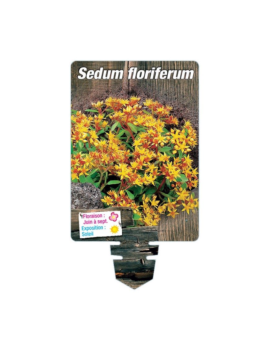 SEDUM floriferum 'Weihenstephaner Gold'