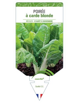 POIRÉE À CARDE BLONDE