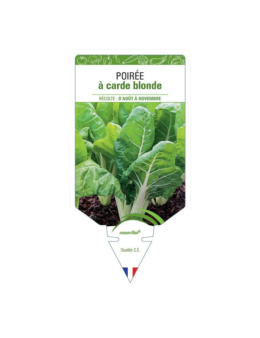 POIRÉE À CARDE BLONDE