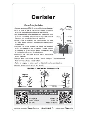 Cerisier ‘Anglaise Hâtive’