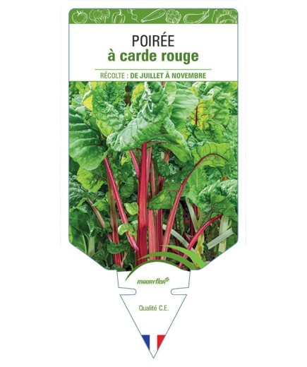 POIRÉE À CARDE ROUGE