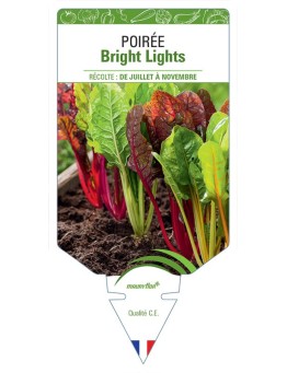 POIRÉE BRIGHT LIGHTS