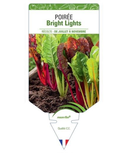 POIRÉE BRIGHT LIGHTS