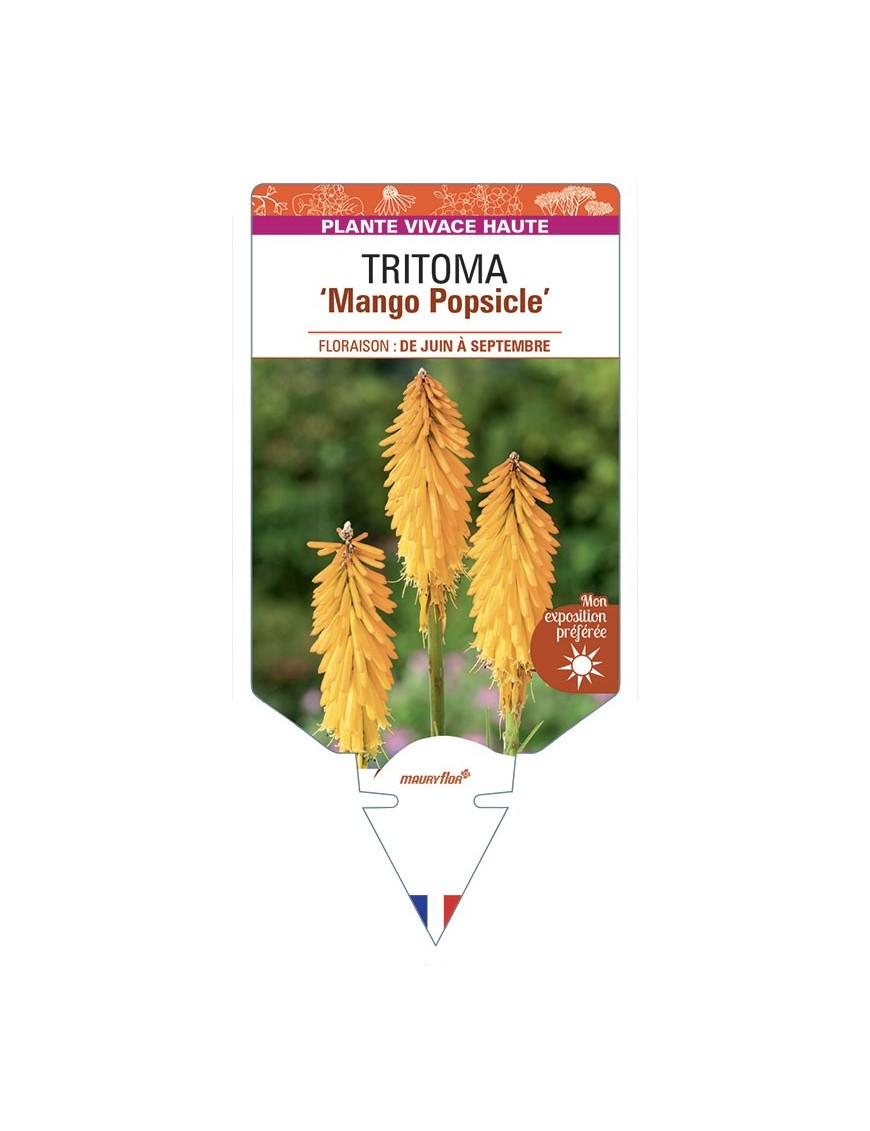 KNIPHOFIA Mango Popsicle voir Tritoma