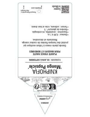 KNIPHOFIA Mango Popsicle voir Tritoma