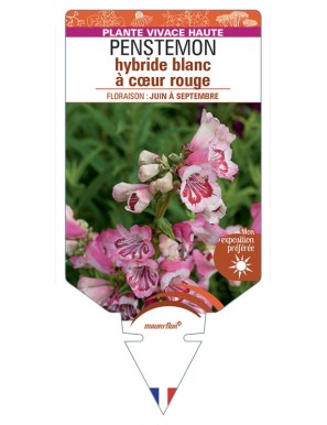 PENSTEMON hybride blanc à cœur rouge