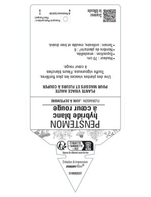 PENSTEMON hybride blanc à cœur rouge