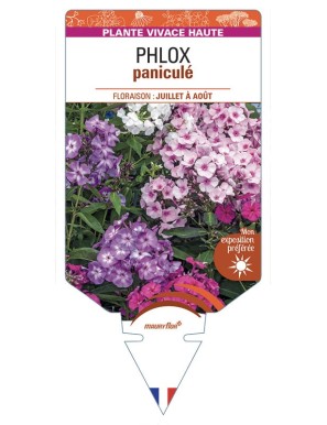 Phlox paniculata (varié)