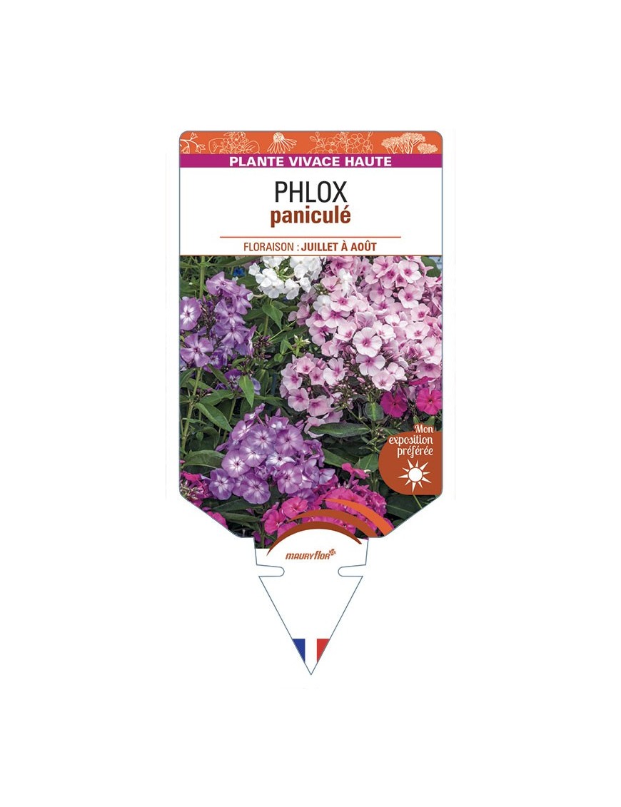 Phlox paniculata (varié)