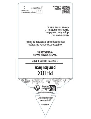 Phlox paniculata (varié)