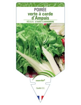 POIRÉE VERTE À CARDE D'AMPUIS