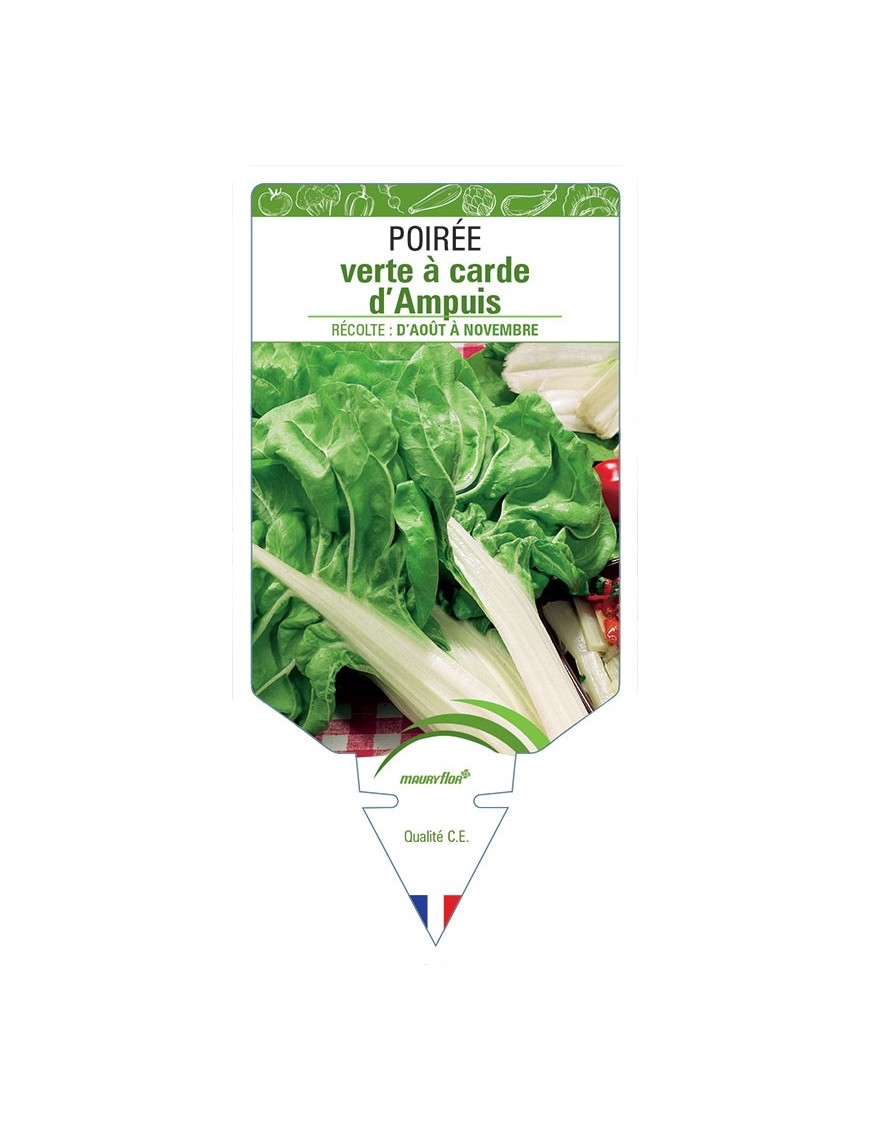 POIRÉE VERTE À CARDE D'AMPUIS