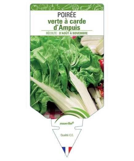 POIRÉE VERTE À CARDE D'AMPUIS
