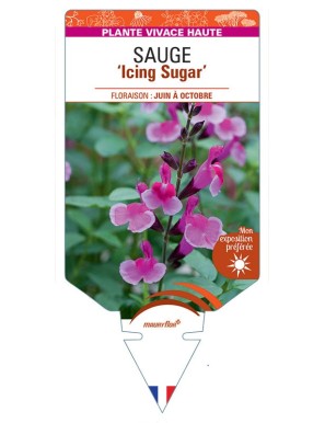 SALVIA gregii 'Icing Sugar' voir Sauge 'Icing Sugar'