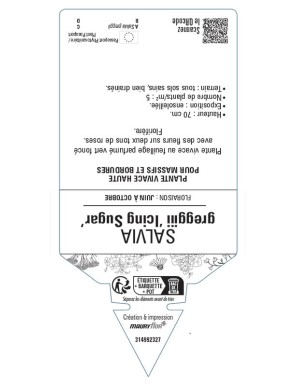 SALVIA gregii 'Icing Sugar' voir Sauge 'Icing Sugar'