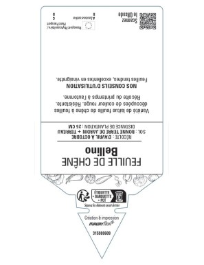 (LAITUE) FEUILLE DE CHÊNE BELLINO