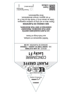 CONCOMBRE LUCKY PLANT GREFFÉ