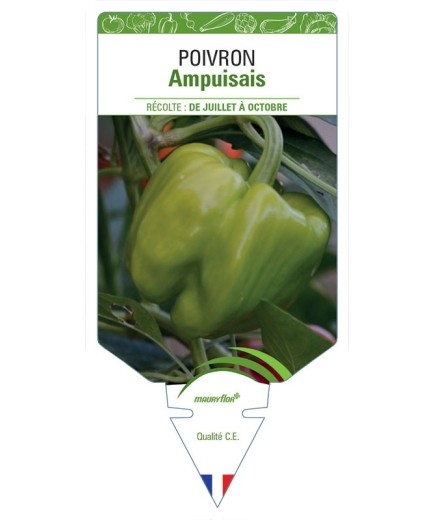 POIVRON AMPUISAIS