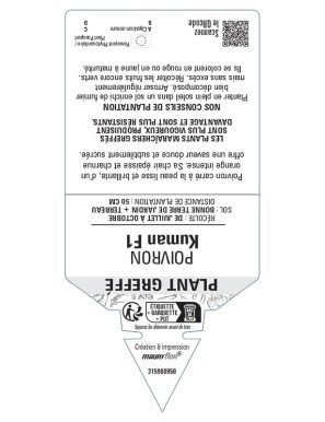 POIVRON KUMAN F1 PLANT GREFFÉ