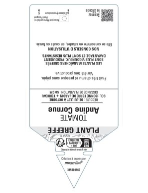 TOMATE ANDINE CORNUE PLANT GREFFÉ