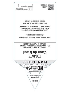 TOMATE CŒUR DE BŒUF PLANT GREFFÉ