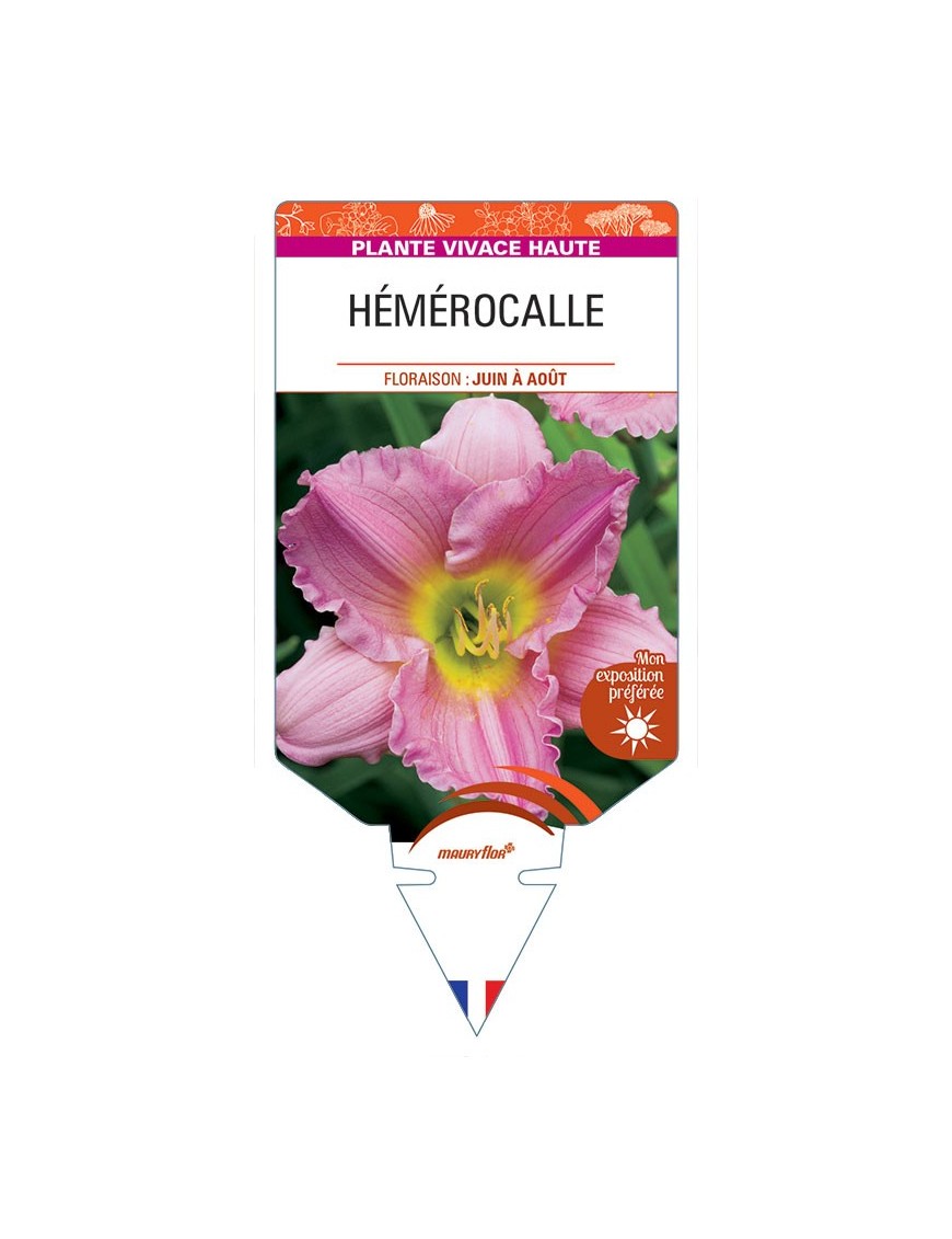 HEMEROCALLIS (rose) *