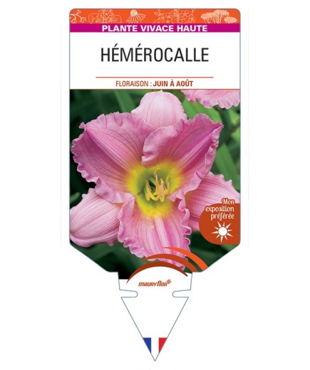 HEMEROCALLIS (rose) *