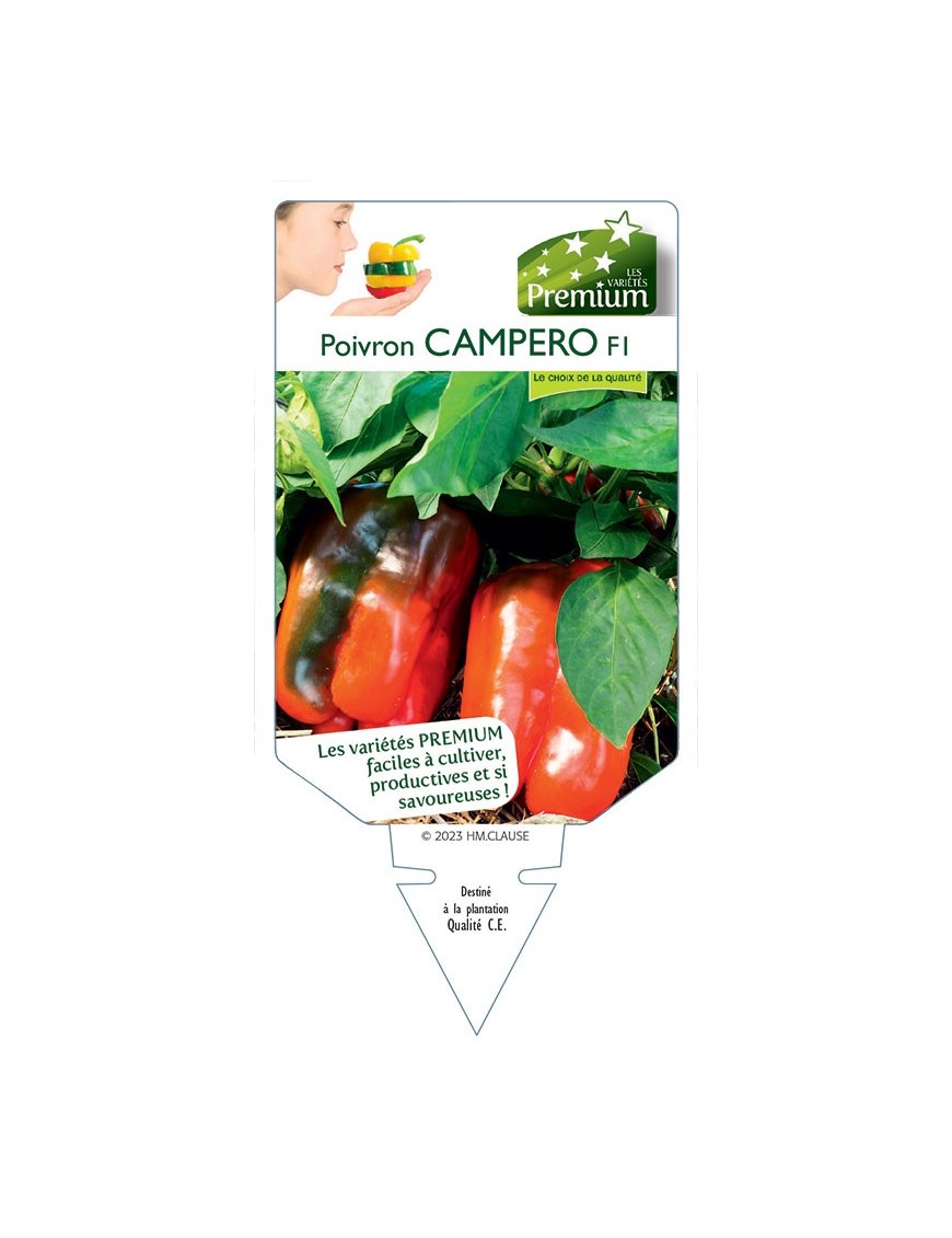 POIVRON CAMPERO F1