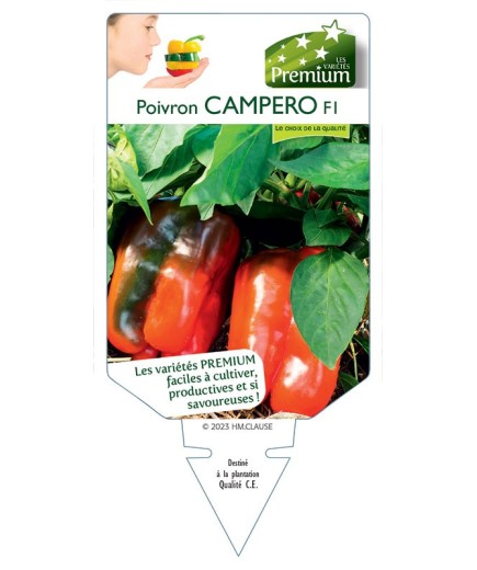 POIVRON CAMPERO F1