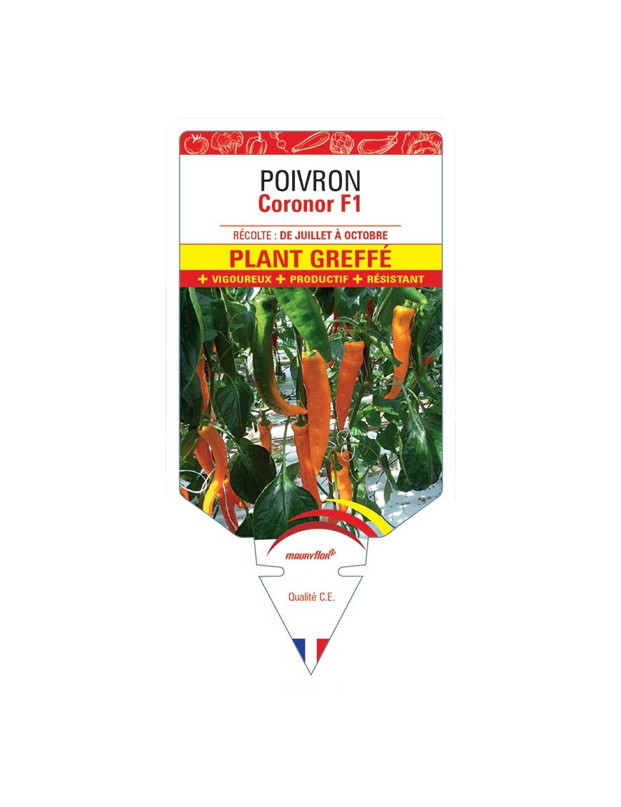POIVRON CORONOR F1 PLANT GREFFÉ