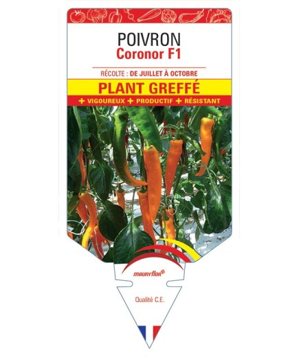 POIVRON CORONOR F1 PLANT GREFFÉ